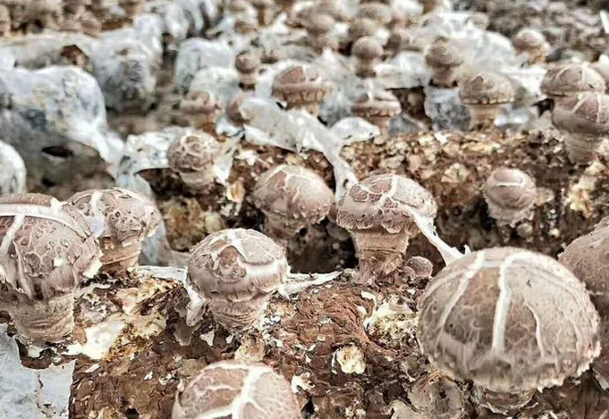 信念集团香菇产业扶贫基地肥硕圆润的香菇喜获采摘
