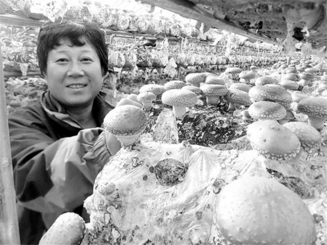 隆冬时节 香菇丰收