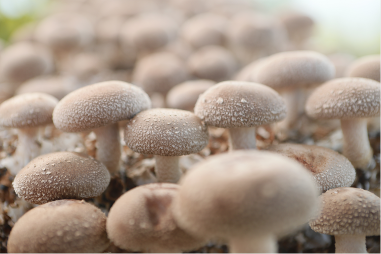 香菇生产规模达到3亿棒 成为三门峡第一大出口产品