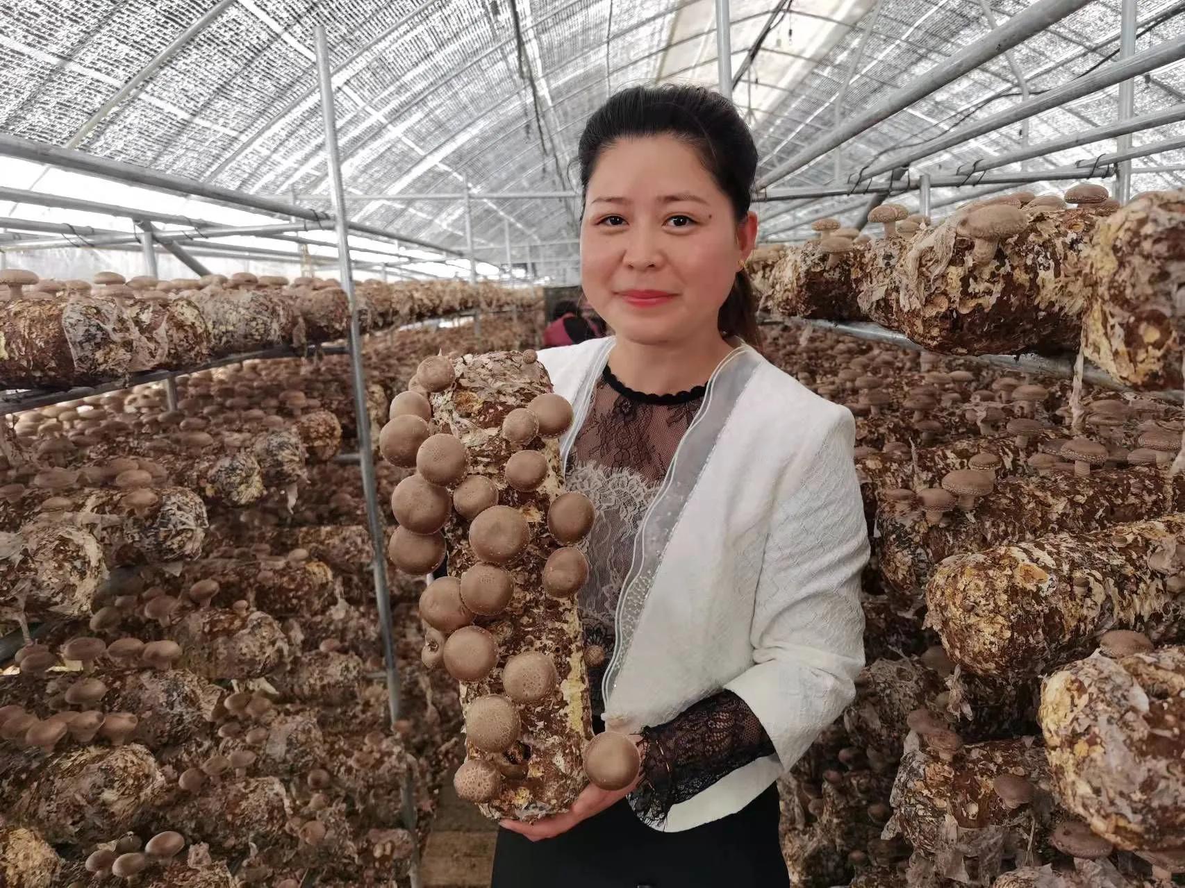 香菇生产大县，卢氏林海兴华：科技撑起香菇天地