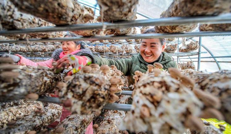科技支撑特色品牌——河南卢氏县做强香菇产业