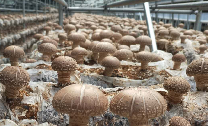 中国香菇行业现状深度调研与发展前景预测报告（2022-2029年）